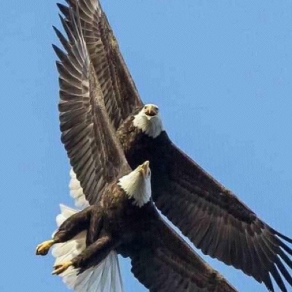 🗣U.S. Army Physical Trainingc Tee - Discontinued - Picture 5 of 16